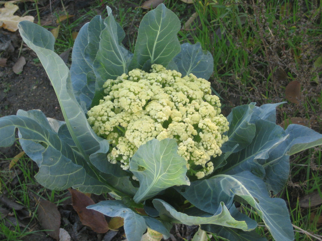 coliflor-web-download