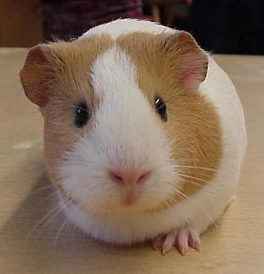 cobayas