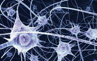 B0004164 Neurons in the brain - illustration