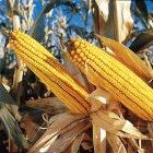 Perú prohíbe ingreso de OGM en los próximos 10 años  Monsanto Company.
