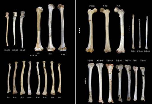Huesos de las extremidades superiores e inferiores de los adultos encontrados en la Sima de los Huesos. Imagen: Carretero et al. Huesos de las extremidades superiores e inferiores de los adultos encontrados en la Sima de los Huesos. Imagen: Carretero et al.