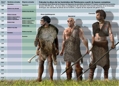 Los investigadores han calculado la altura de los homínidos del Pleistoceno a partir de huesos completos. Infografía: SINC/José Antonio Peñas. Los investigadores han calculado la altura de los homínidos del Pleistoceno a partir de huesos completos. Infografía: SINC/José Antonio Peñas.
