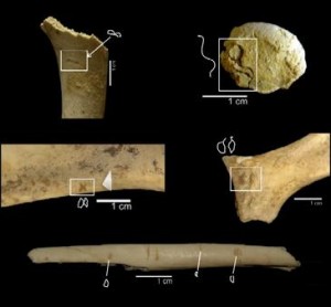 Los homininos podían modificar los huesos sin necesidad de herramientas
