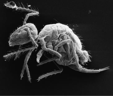 La nueva especie Pygmarrhopalites maestrazgoensis. Imagen: Rafael Jordana y Enrique Barquero.