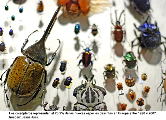 coleopterosjj