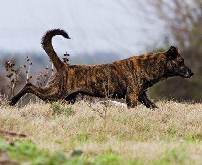 Perro cimarrón del Rancho Perros Bravos Foto: http://ranchoperrosbravos.blogspot.com.es