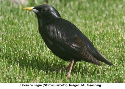 estornino_negro_red