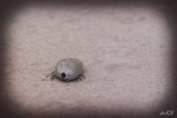 No logramos hallar diferencia alguna entre un ser despreciable como la garrapata, y la casta parasitaria... Foto: dsc828