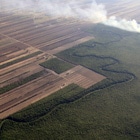 En Bolivia se han deforestado ilegalmente bosques para darle uso agrícola a la tierra CIMAR – H.Justiniano