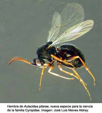 aulacidea_pilaraet