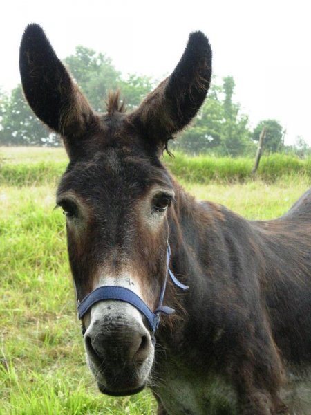 Burro