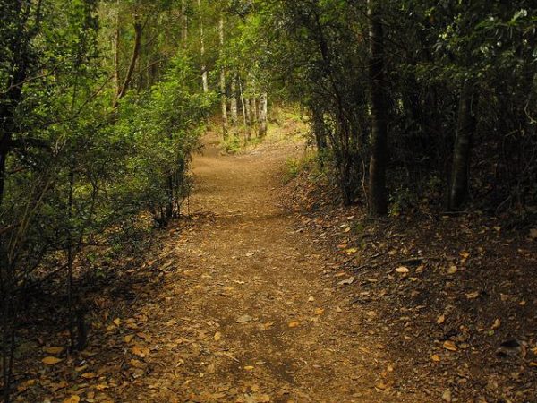 Camino en el bosque