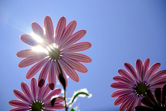 Flores. Primavera