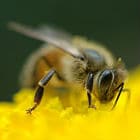 Las abejas melíferas no sustituyen a los polinizadores silvestres Flickr/cygnus921