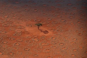 Los círculos de hadas del desierto se forman por la acción de las termitas. / N. Juergens