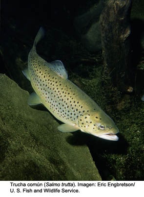 salmo_trutta