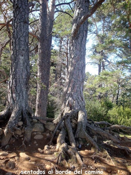 Pinos al borde del camino... Foto Eugenio Mateo