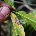 La roya ataca las hojas de los cafetos y las desprende, dejando los frutos vulnerables al clima y los insectos Neil Palmer (CIAT)/Flickr 