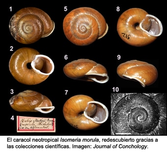 isomeria_morula