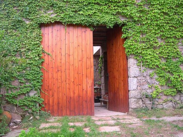 Puerta abierta. Hiedra
