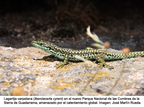 lagartija carpetana