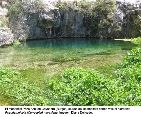 manantial_pozo_azul_covanerat
