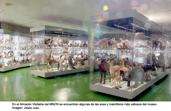 almacen_visitable_del_mncn