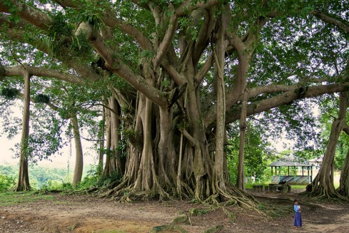 Investigadores examinaron los datos de más de 190 mil árboles de por lo menos 10 centímetros de diámetro en 120 zonas forestales de tierras bajas húmedas, de edad madura en América del Sur, Africa y Asia. Foto de: CIFOR/Terry Sunderland