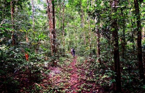Los tratados de comercio pueden ser una herramienta para abordar la tala ilegal, pero no reemplazan la política efectiva de gestión forestal en los países exportadores, afirma Pablo Pacheco, investigador del Centro para la investigación Forestal Internacional.