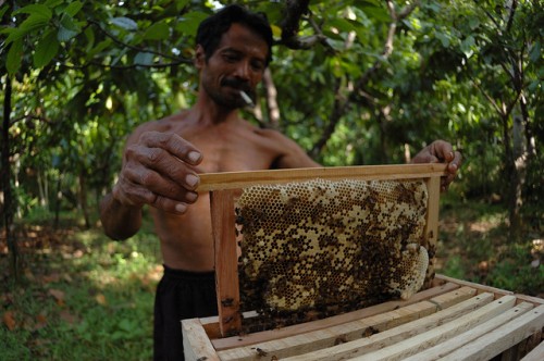 Los ecosistemas brindan beneficios conocidos como servicios, que abarcan desde el agua, almacenamiento de carbono y biodiversidad hasta deleite estético, oportunidades recreativas y fines espirituales. Fotografia de CIFOR/Aulia Erlangga