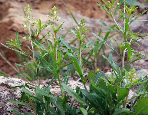 La nueva especie de planta con flores, Reseda minoica, de la región Mediterránea oriental. / Santiago Martín Bravo et al.
