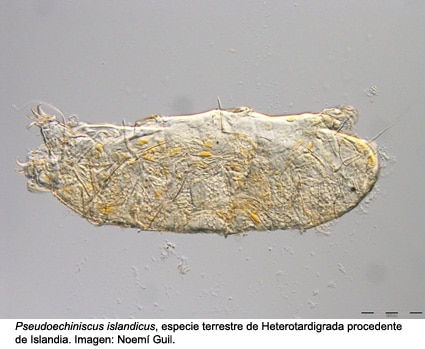 pseudoechiniscus_islandicus-tar755-totot