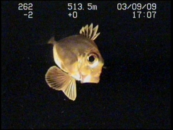 EUO_c_OCEANA__32002