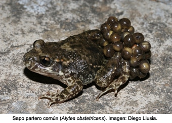 Foto: http://www.mncn.csic.es