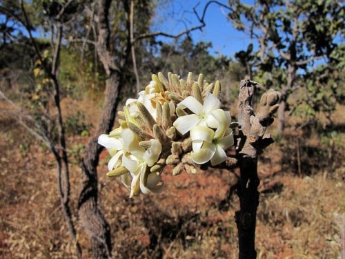 Flor de el Cerrado. Fuente: blog CIFOR