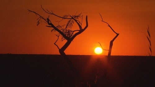l Cerrado requiere atención especial: Conciliar el desarrollo y la conservación para asegurar que no se pierda la región. Fotografía cortesía de TV Brasil – EBC