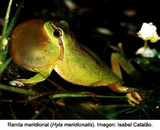 hyla_meridionalist