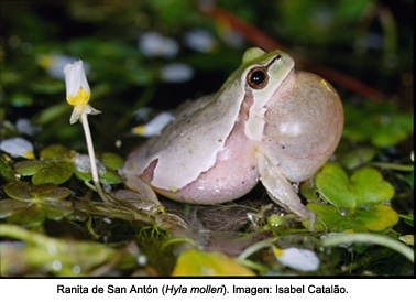 Foto: http://www.mncn.csic.es
