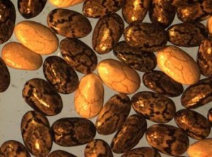 Las semillas de chía son ricas en omega-3 y compuestos antioxidantes. / Loreto Muñoz et al.