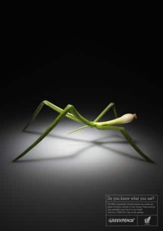 vegetal transgénico