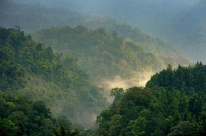 Bosques en Gede Pangrango, West Java, Indonesia. Nueva investigación indica que la elevación en la tasa de fijación de carbono podría no estar vinculada con el cambio climático, como se había pensado. Fotografía: Ricky Martin/CIFOR
