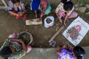 Frutos del bosque: los pobladores de Lubuk Beringin cosechan nueces de palma en la provincia de Jambi, Indonesia. Tri Saputro/CIFOR