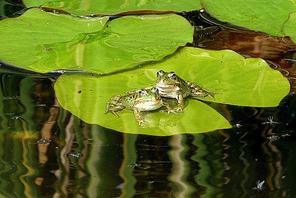 ranas