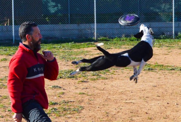 disc dog