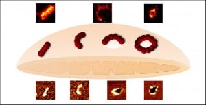 Las imágenes de superresolución muestran que las proteínas Bax (en líneas, arcos y anillos) median en la permeabilización de la membrana externa de las mitocondrias durante la apoptosis. / The Embo Journal/ R. Salvador-Gallego et al.