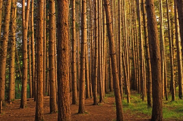 Plantación forestal de pino rojo