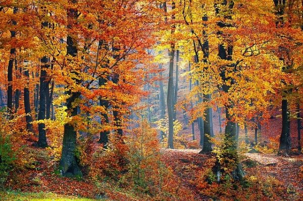 bosque