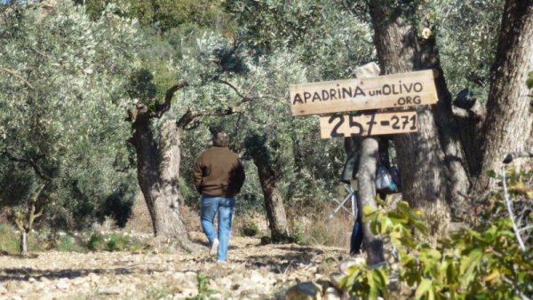 apadrinaunolivo
