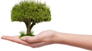 crecer árbol medioambiente