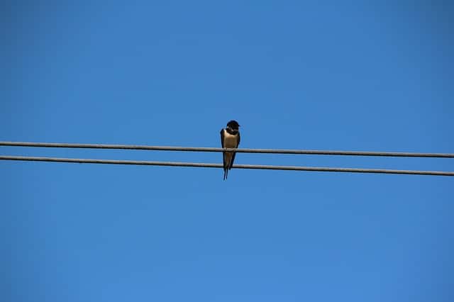 golondrina